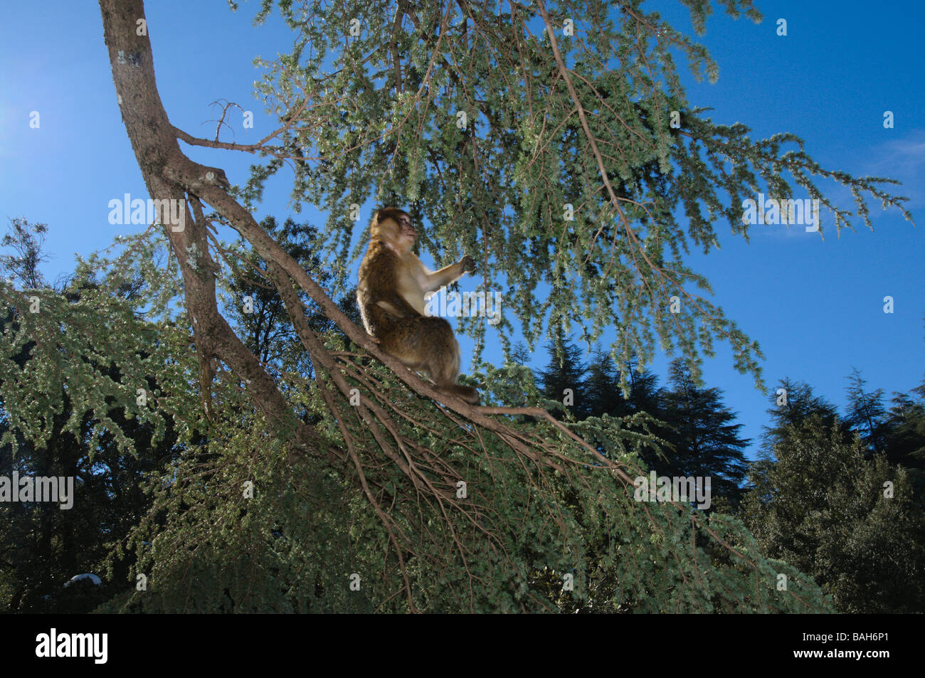 Barbary Macaque Macaca sylvanus grimper sur les arbres de la forêt de cèdres, le milieu de gamme Atlas Azrou Maroc Banque D'Images