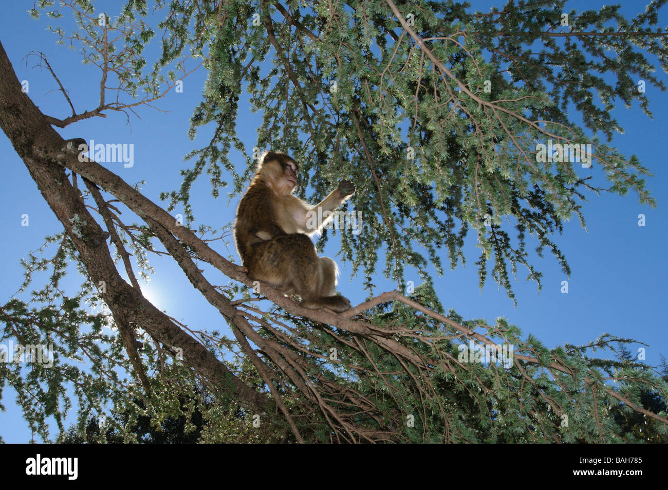 Barbary Macaque Macaca sylvanus grimper sur les arbres de la forêt de cèdres, le milieu de gamme Atlas Azrou Maroc Banque D'Images