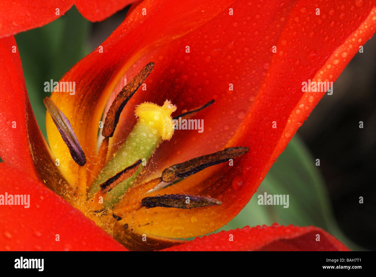 Gros plan d'étamines et pollen fleurs de tulipe. Banque D'Images