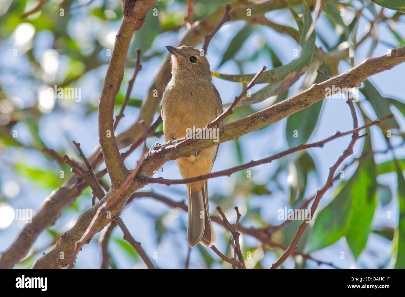 Le Whistler, 'féminin' Pachycephala rufiventris Banque D'Images