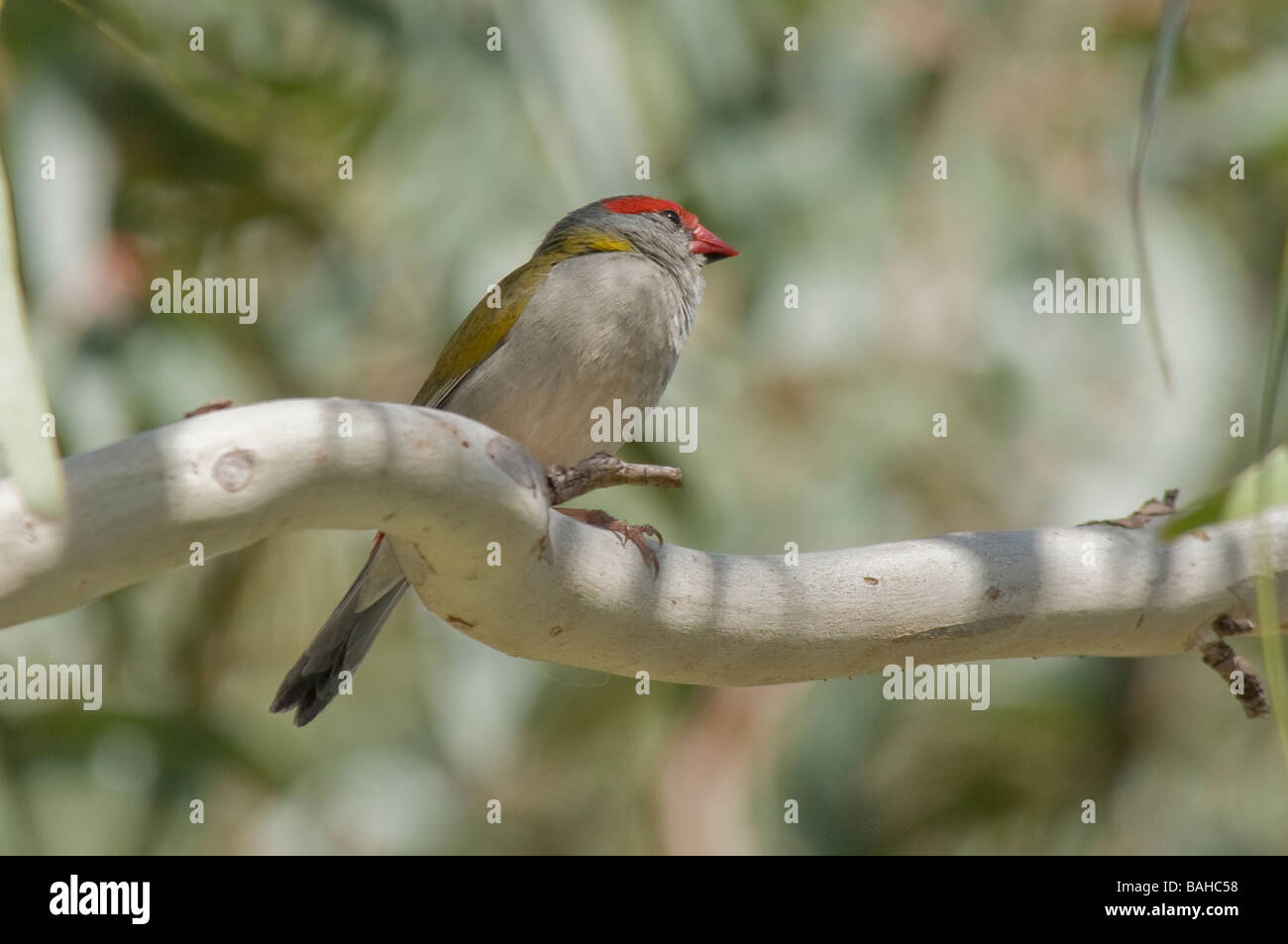 Red-browed Finch 'Neochmia temporalis' Banque D'Images