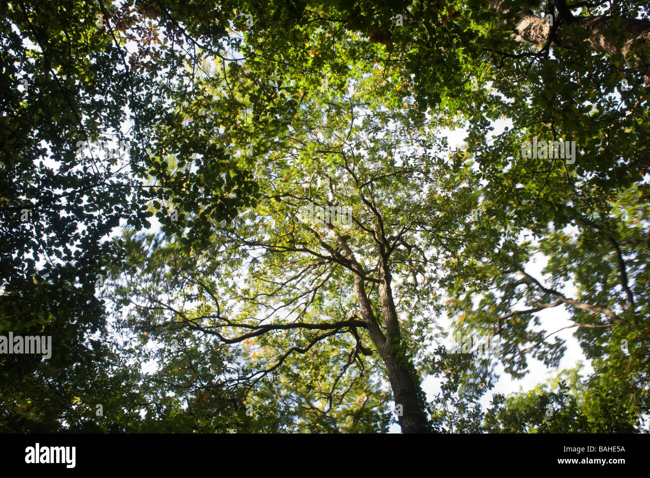 L'été du soleil filtre à travers les branches et le feuillage vert vieux de chênes se balançant dans l'ancienne forêt de bois Sydenham Banque D'Images