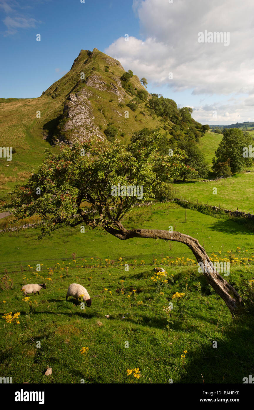 Parkhouse Hill de Chrome Hill, parc national de Peak District, Derbyshire, Angleterre Banque D'Images