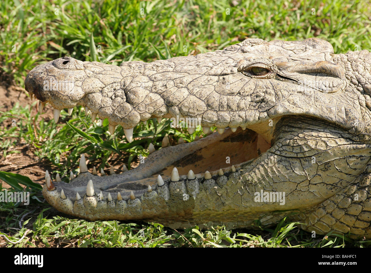 Close-up of Crocodile du Nil Crocodylus niloticus, la bouche ouverte montrant les dents à Mkuze Game Reserve, Afrique du Sud Banque D'Images