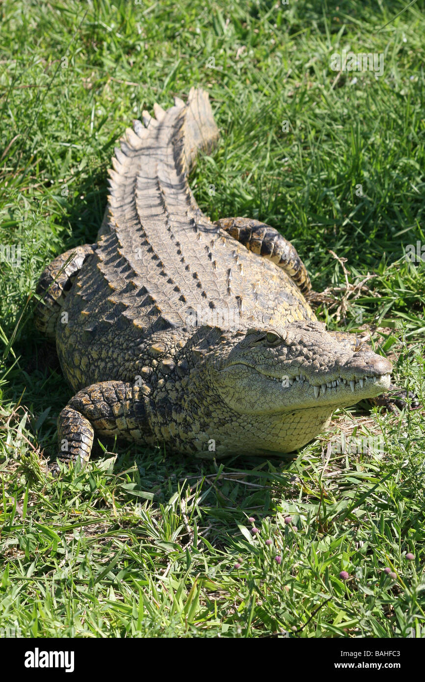 Portrait de crocodiles du Nil Crocodylus niloticus de l'Herbe Dans Bonamanzi Game Reserve, Afrique du Sud Banque D'Images