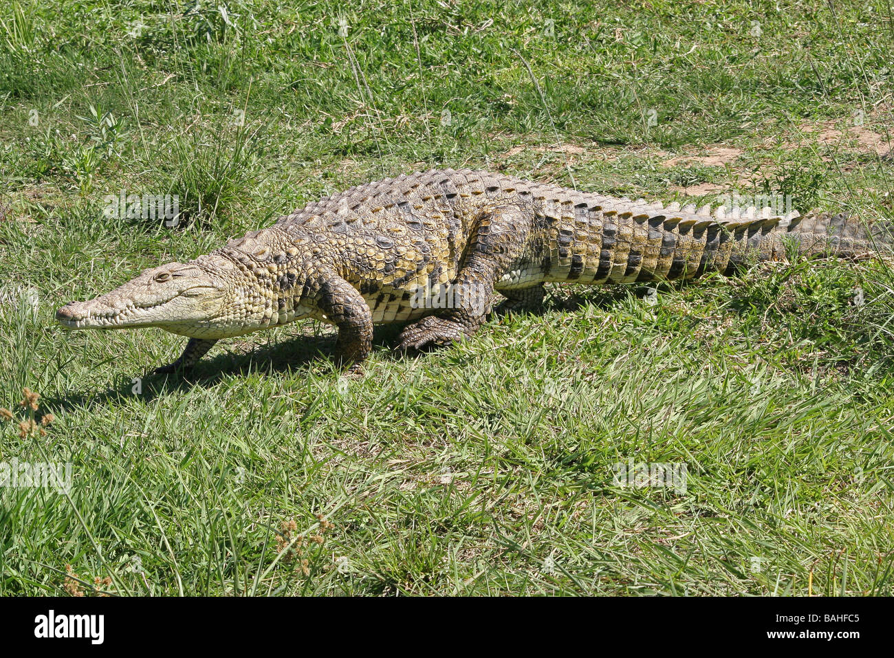 Crocodile du Nil Crocodylus niloticus marchant sur l'Herbe Dans Bonamanzi Game Reserve, Afrique du Sud Banque D'Images