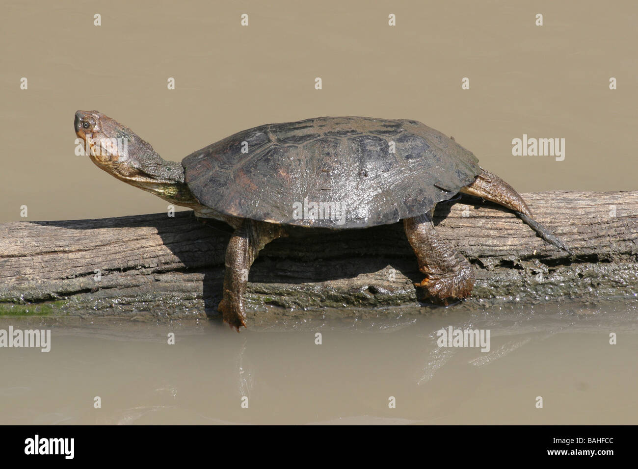 Tortue Pelomedusa subrufa casqué africain assis sur Se connecter à Mkuze Game Reserve, Afrique du Sud Banque D'Images