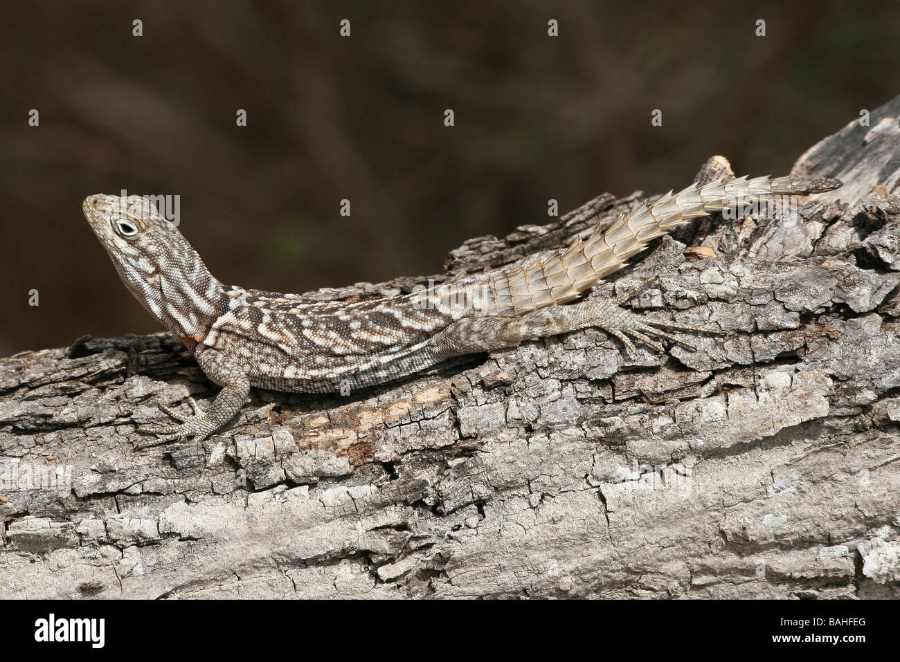 L'Iguane de Madagascar Oplurus cuvieri accroché à l'arbre dans la Forêt épineuse, Ifaty, Madagascar Banque D'Images