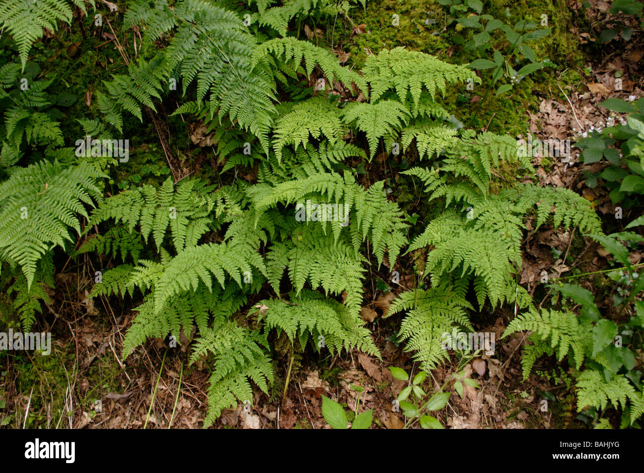 Hay buckler parfumée fougère Dryopteris aemula : UK Banque D'Images