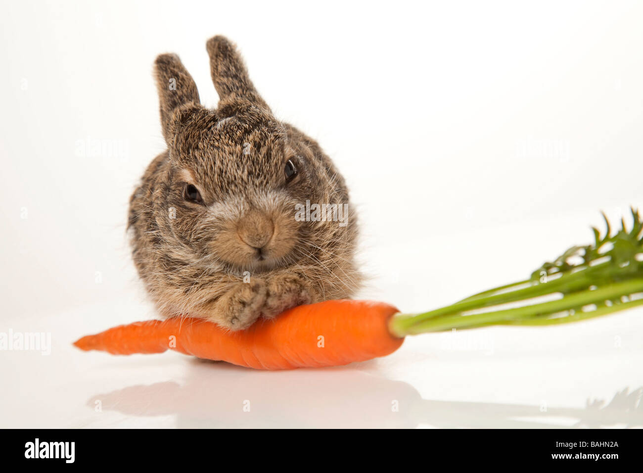 Bebe Lapin Avec Une Carotte Photo Stock Alamy Bebe Lapin Avec Une Carotte Photo Stock Alamy