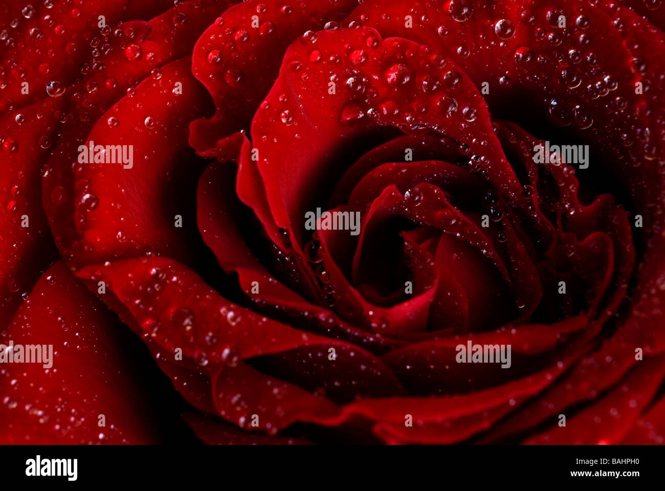 Une rose rouge avec une goutte d'eau, Close up Banque D'Images