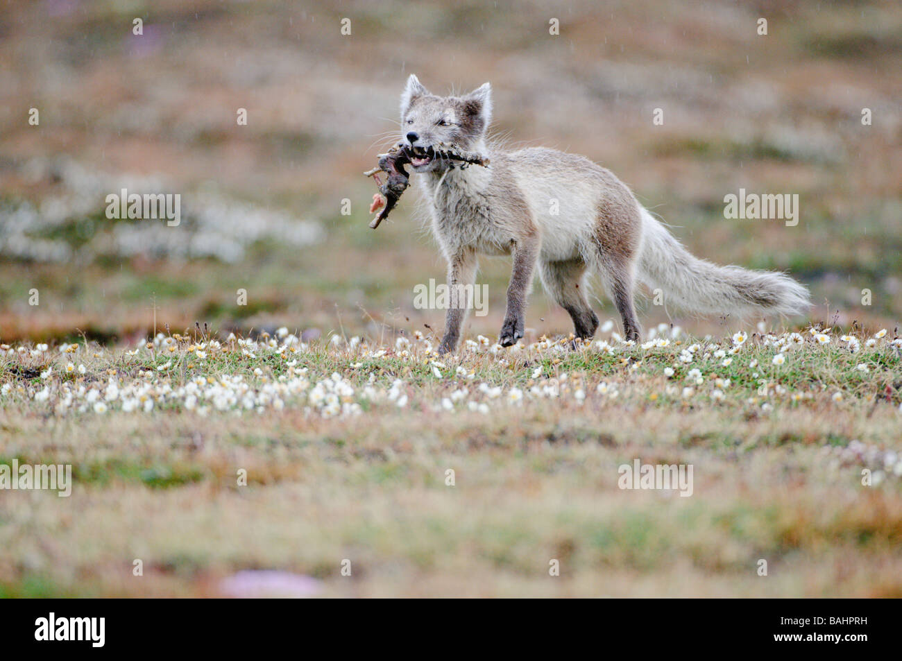 Le renard arctique (Vulpes lagopus en quête de nourriture au Svalbard Banque D'Images