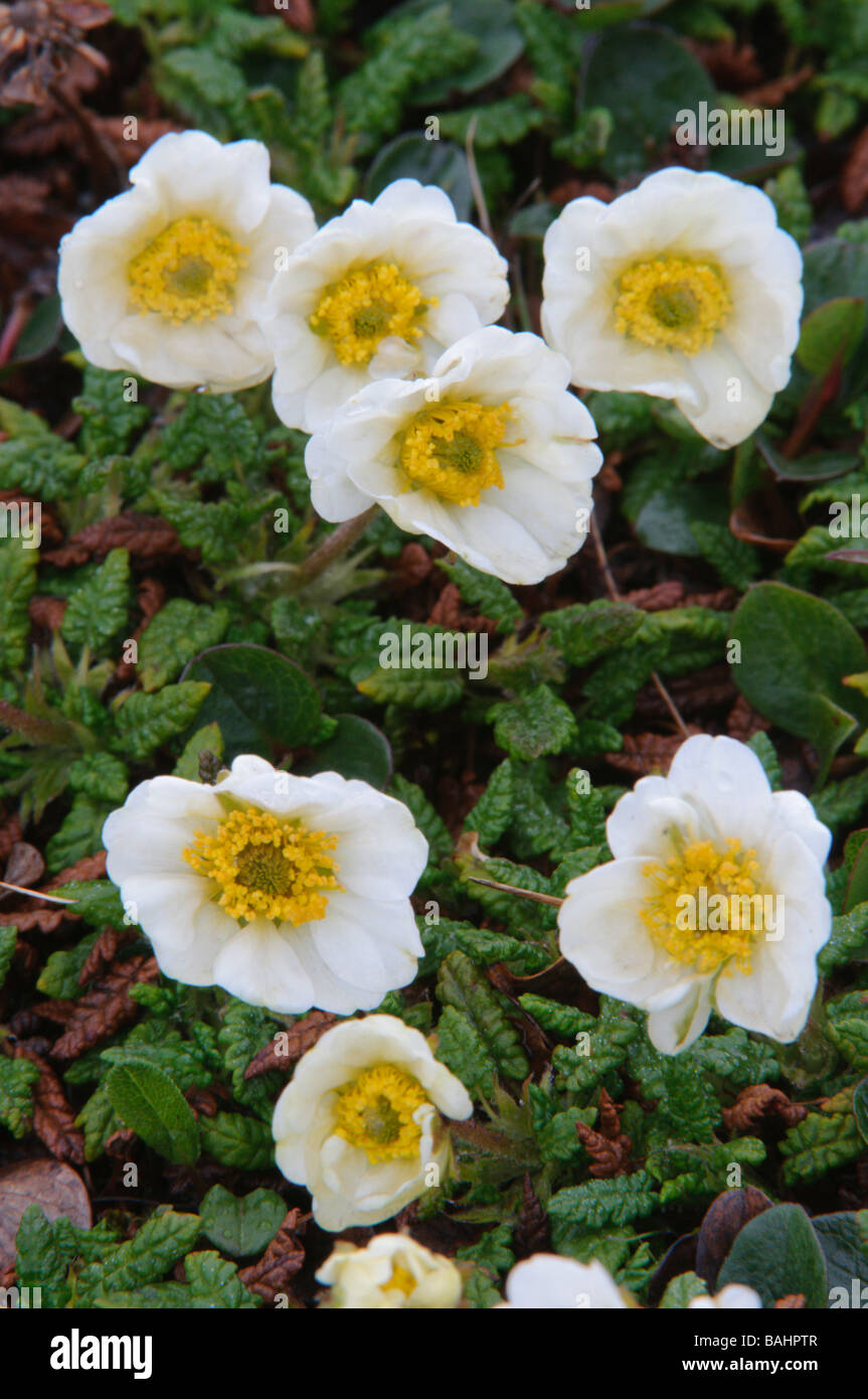 Dryas octopetala fleur sauvage en France et dans la plupart des régions les plus froides de l'Europe Banque D'Images