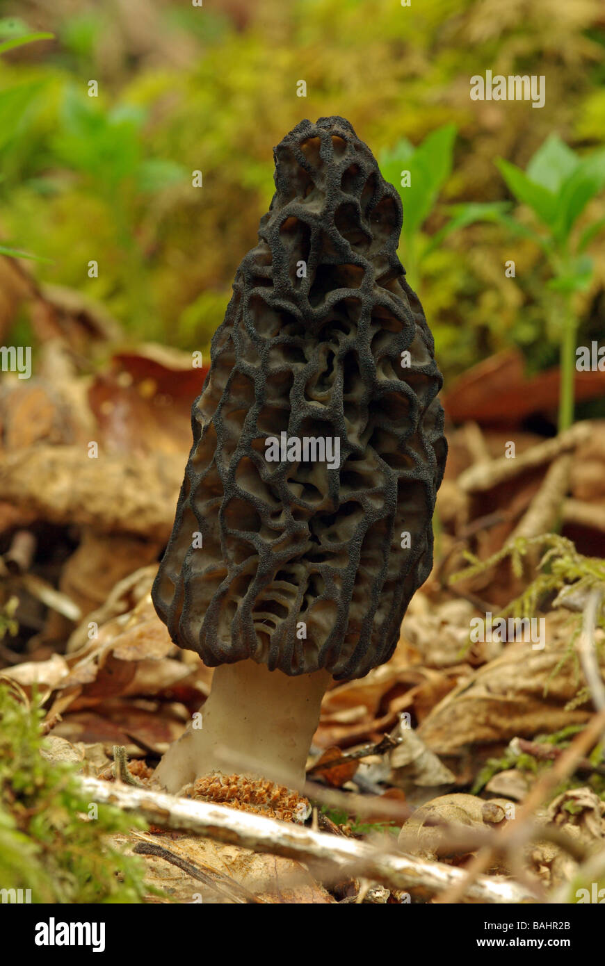 Le cône morel champignon -Morchella conica Banque D'Images