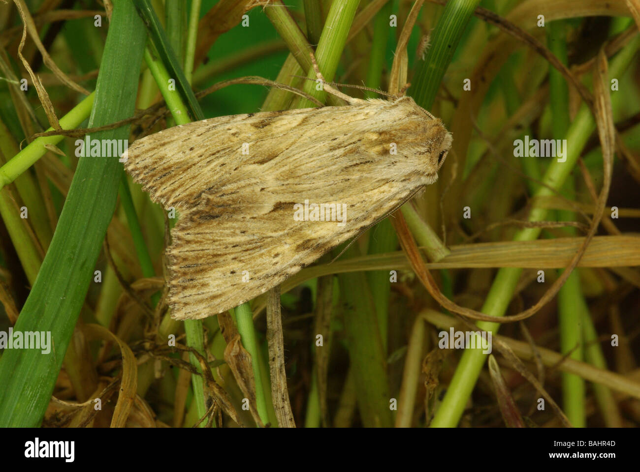 Arches de lumière - espèce d'Apamea lithoxylaea Banque D'Images