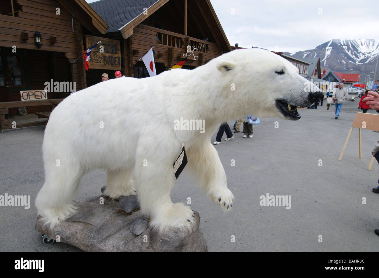Pour l'ours polaire disséqués attraction touristique dans la principale rue commerciale de Longyearbyen Svalbard Banque D'Images