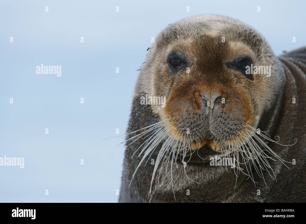 Le Phoque barbu reposant sur un pack de glace flottante près de la banque de la calotte polaire de Svalbard Banque D'Images