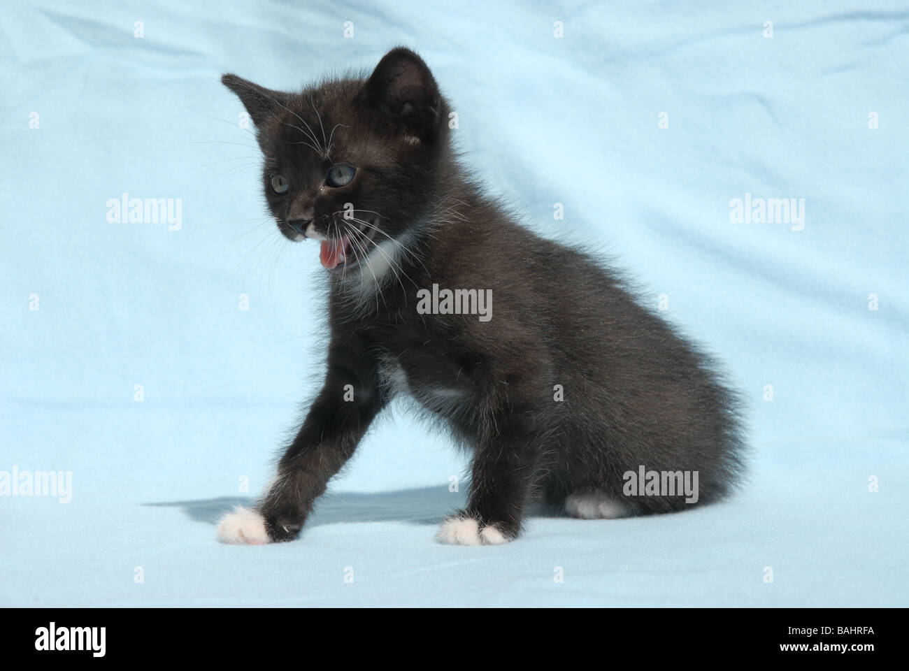 Chaton noir et blanc Banque D'Images