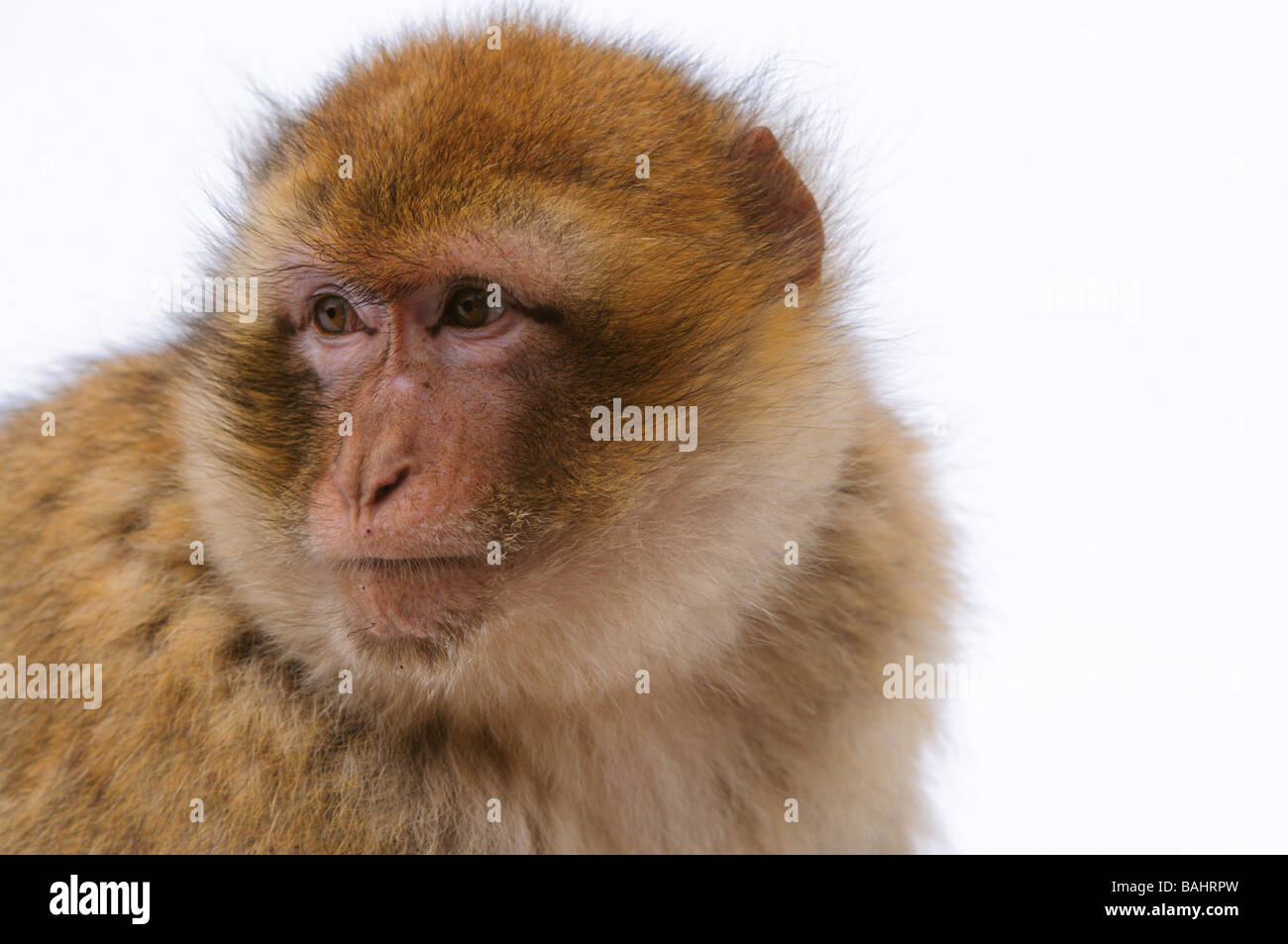 Barbary Macaque Macaca sylvanus sur neige hiver mi forêt de cèdre Atlas Azrou Maroc Banque D'Images