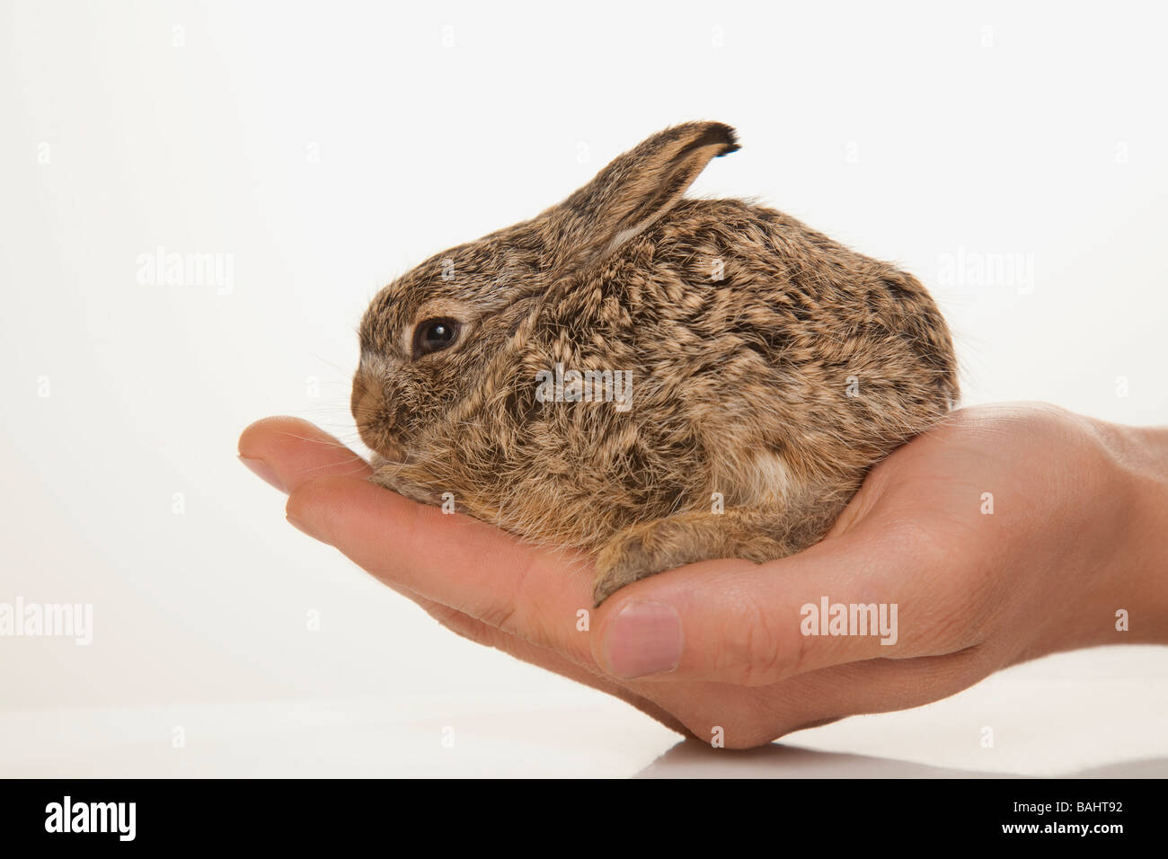 Portrait d'un lapin Banque D'Images