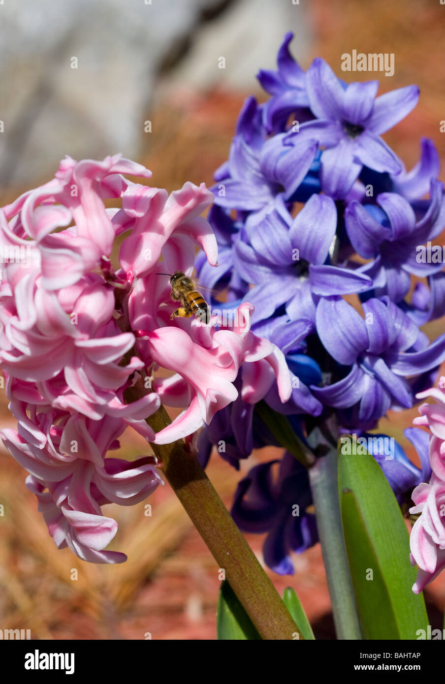 Une abeille pollinisant les fleurs de jacinthe Banque D'Images