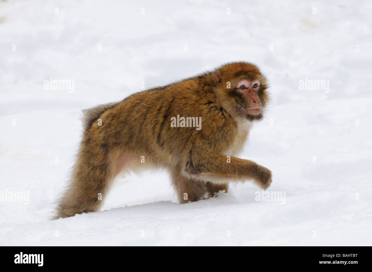 Barbary Macaque Macaca sylvanus sur neige hiver mi forêt de cèdre Atlas Azrou Maroc Banque D'Images