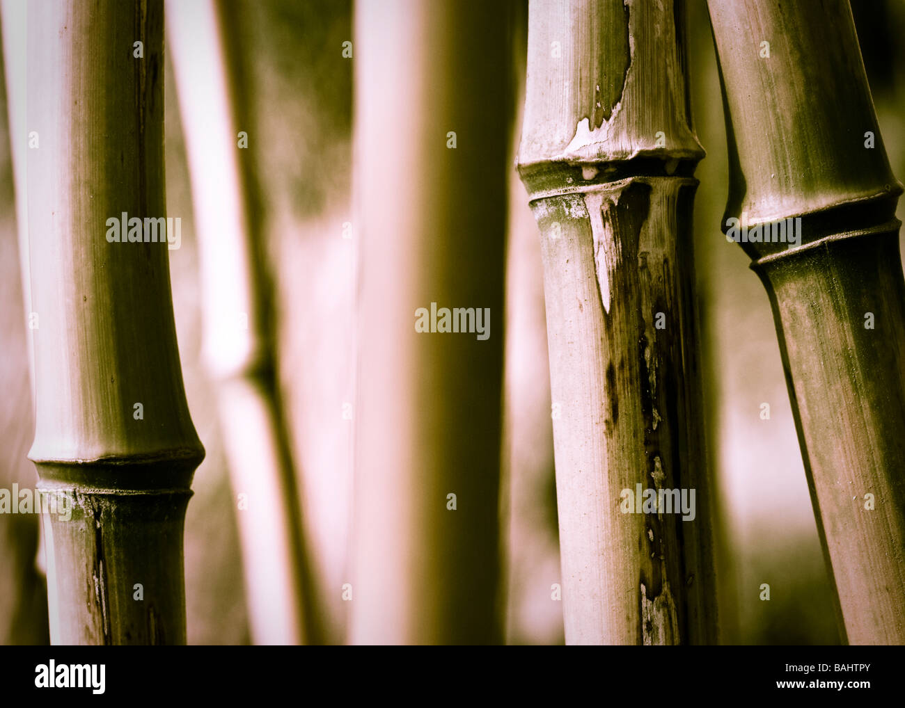 Tiges de bambou close up, selective focus Banque D'Images