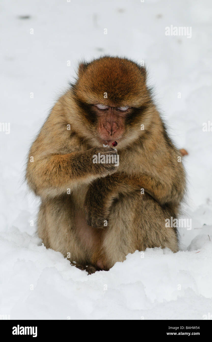 Barbary Macaque Macaca sylvanus sur neige hiver mi forêt de cèdre Atlas Azrou Maroc Banque D'Images