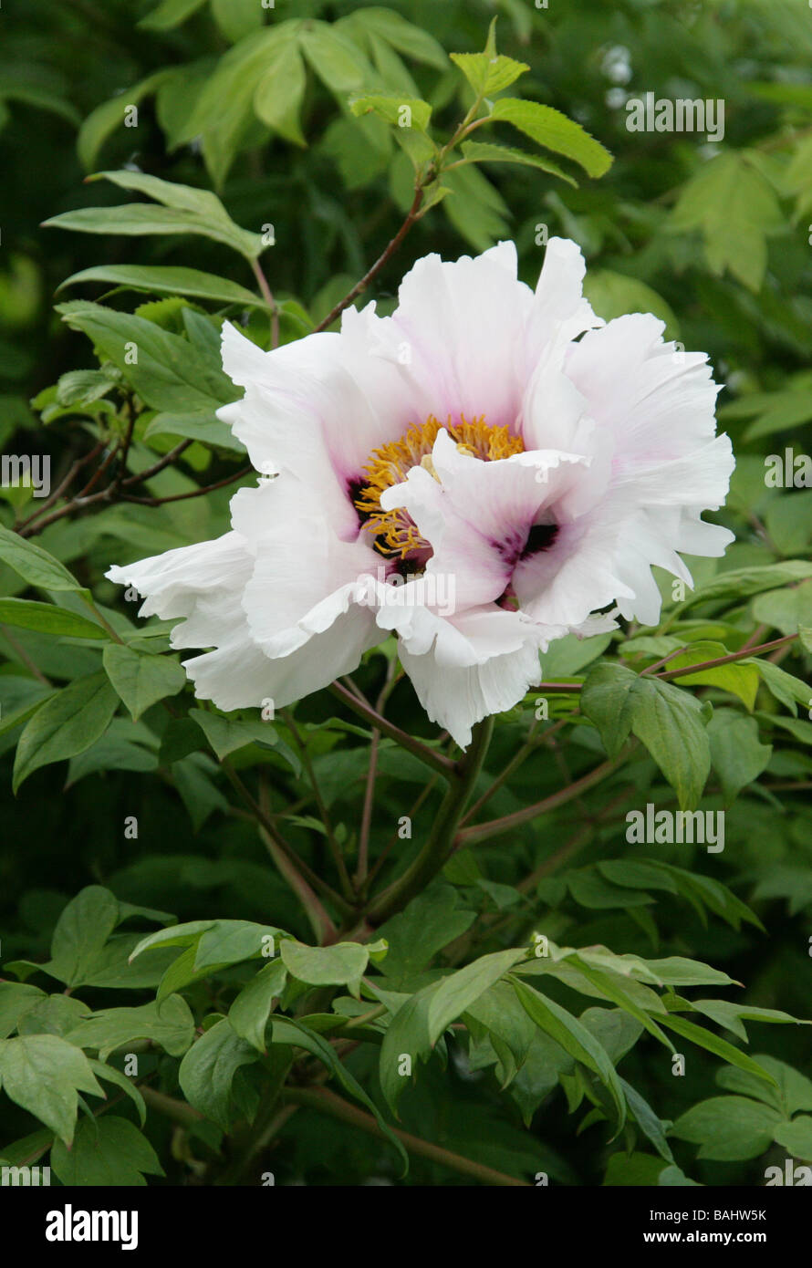 Du rock ou du Rock de la pivoine, pivoine arbustive Paeonia suffruticosa, Vivaces, syn. Paeonia rockii Banque D'Images