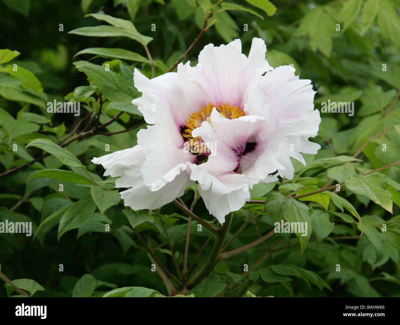 Du rock ou du Rock de la pivoine, pivoine arbustive Paeonia suffruticosa, Vivaces, syn. Paeonia rockii Banque D'Images