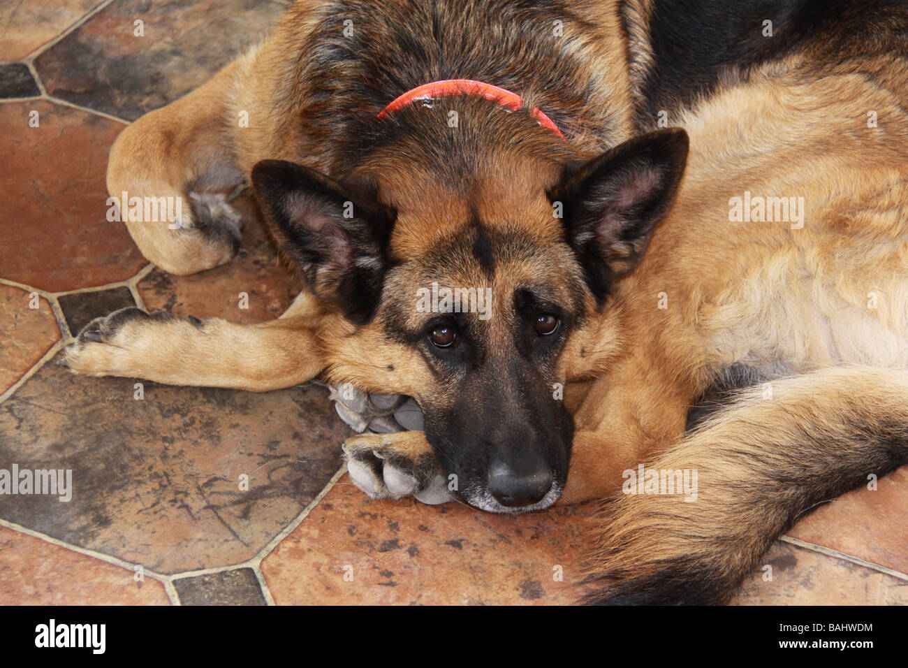 Chien de sauvetage, Leah berger allemand. Banque D'Images