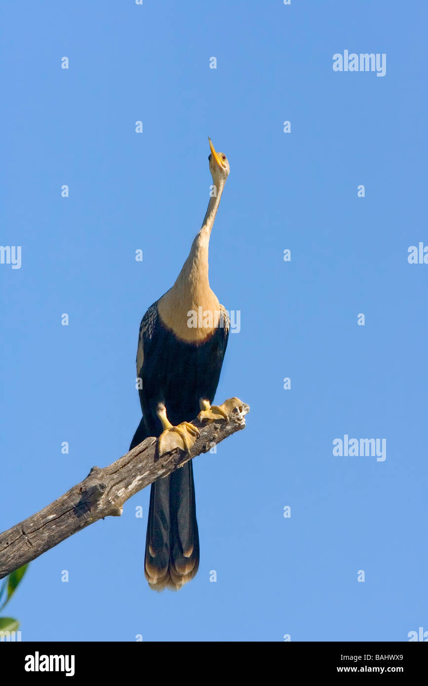 Anhinga Banque D'Images