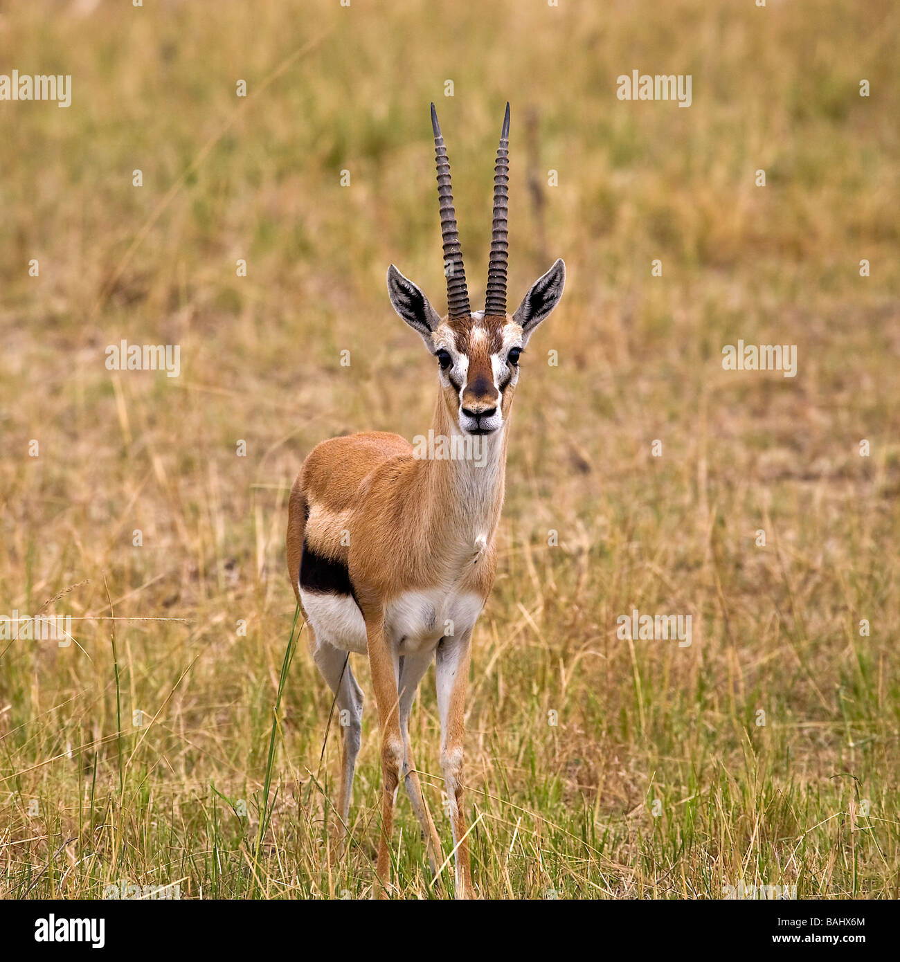 La gazelle de Thomson (Eudorcas thomsoni) ; le Kenya, Afrique ; Gazelle dans la nature Banque D'Images