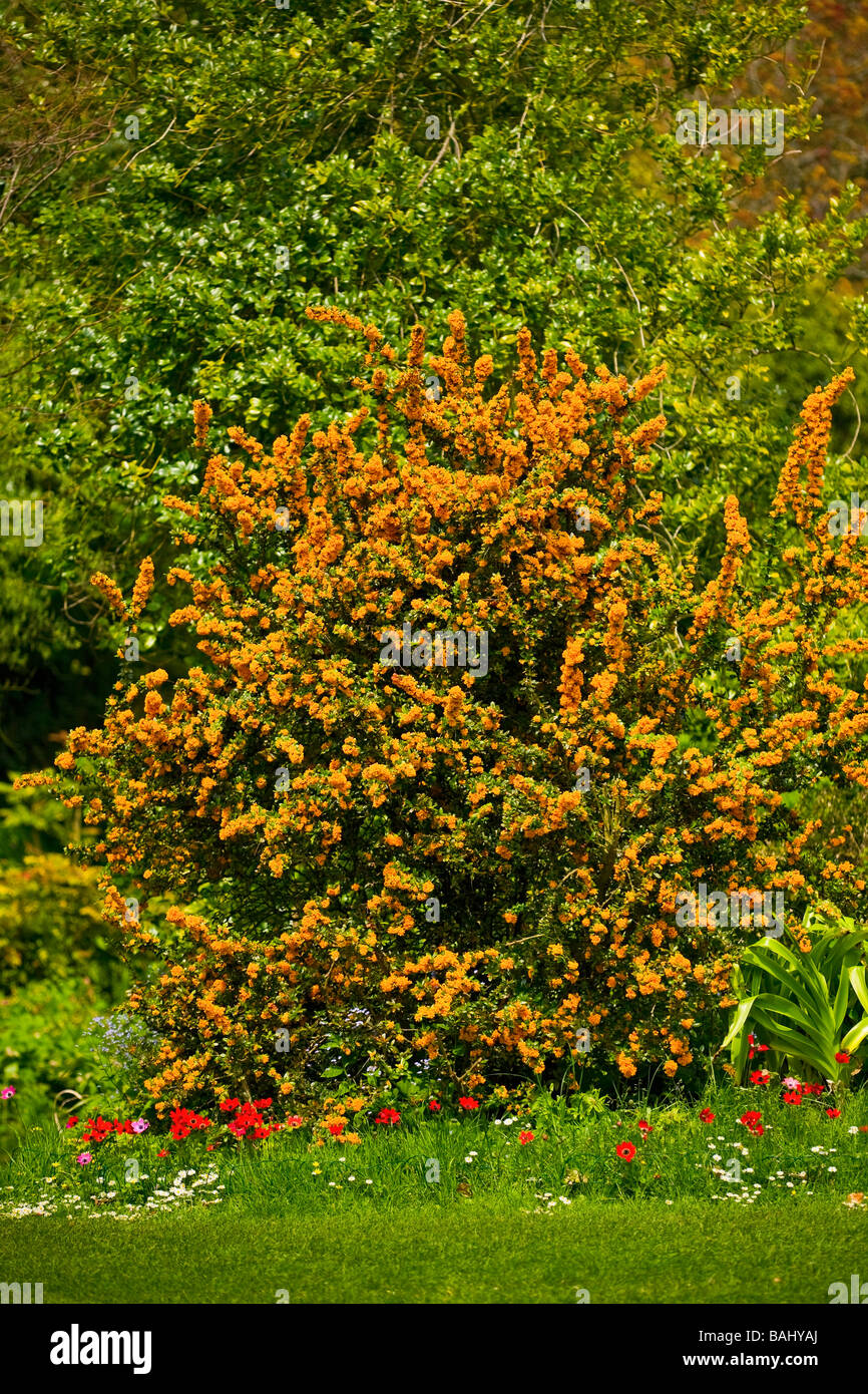 L'épine-vinette (Berberis darwinii Darwins) arbuste en fleurs avec de superbes fleurs orange au printemps. UK Banque D'Images