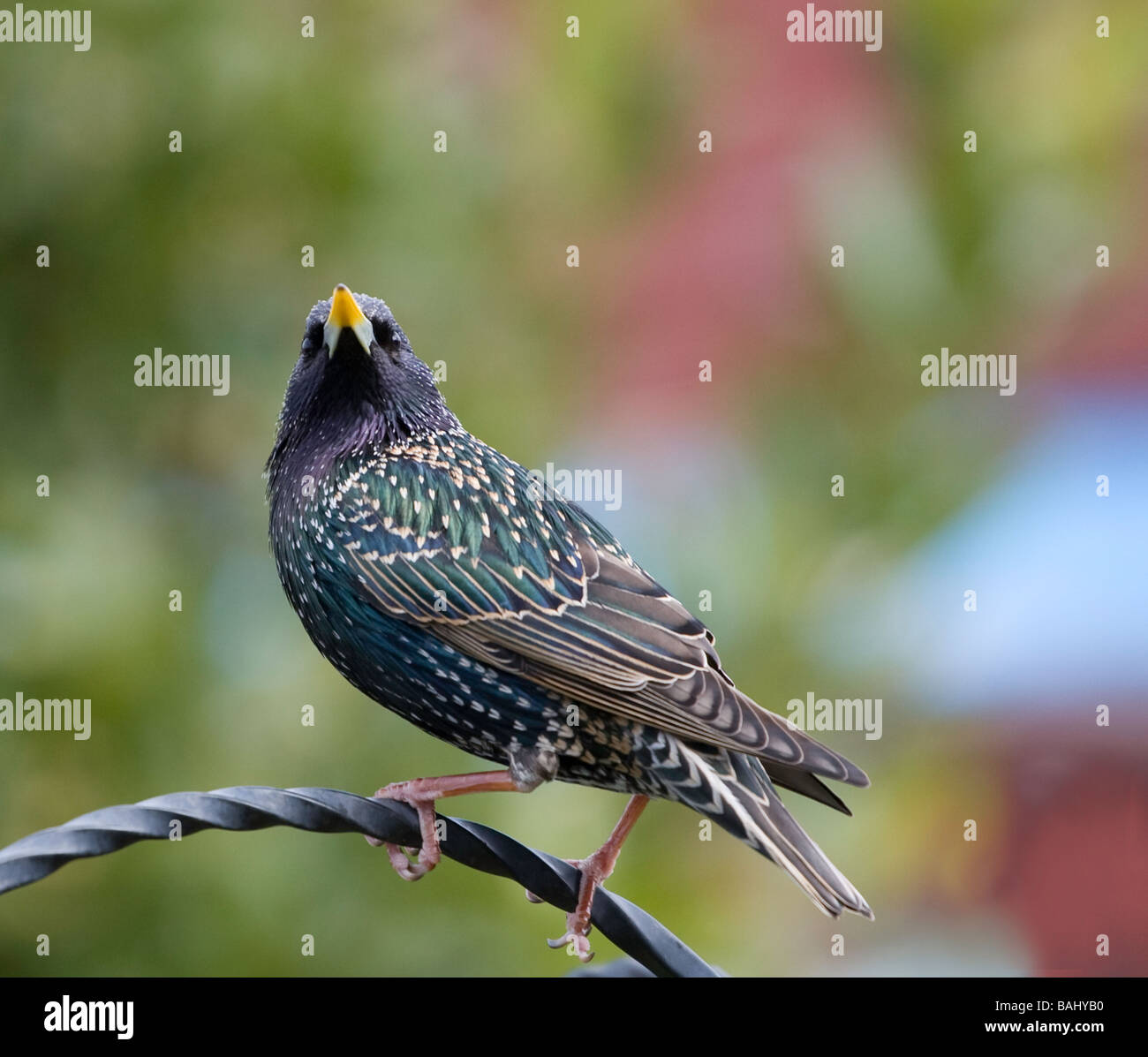 Starling Sturnus vulgaris perché sur main courante Banque D'Images