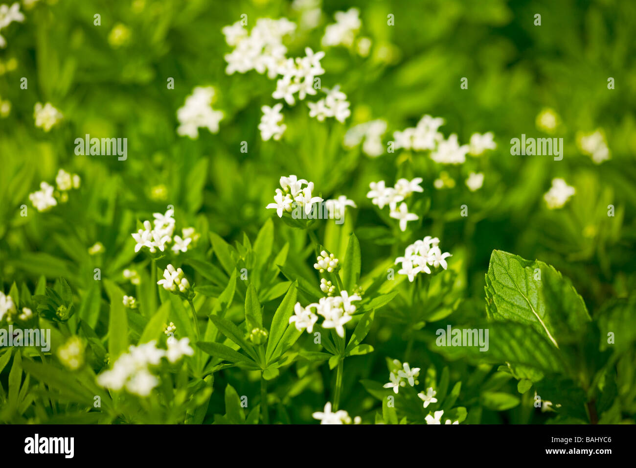 Fleurs blanches de la Sweet Woodruff (Galium odoratum) herb en fleur au printemps. Sussex, UK Banque D'Images