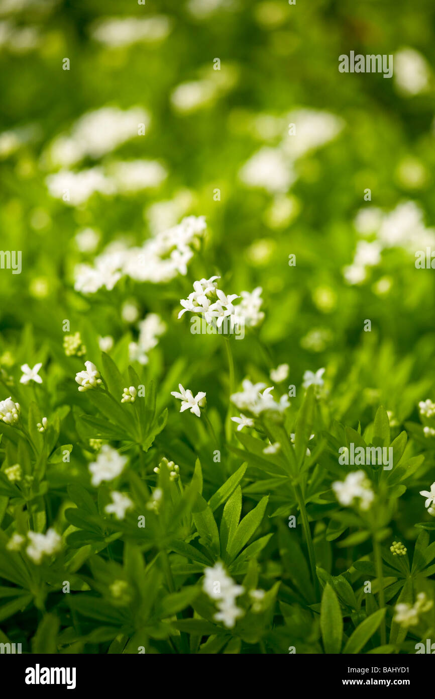 Fleurs blanches de la Sweet Woodruff (Galium odoratum) herb en fleur au printemps. Sussex, UK Banque D'Images