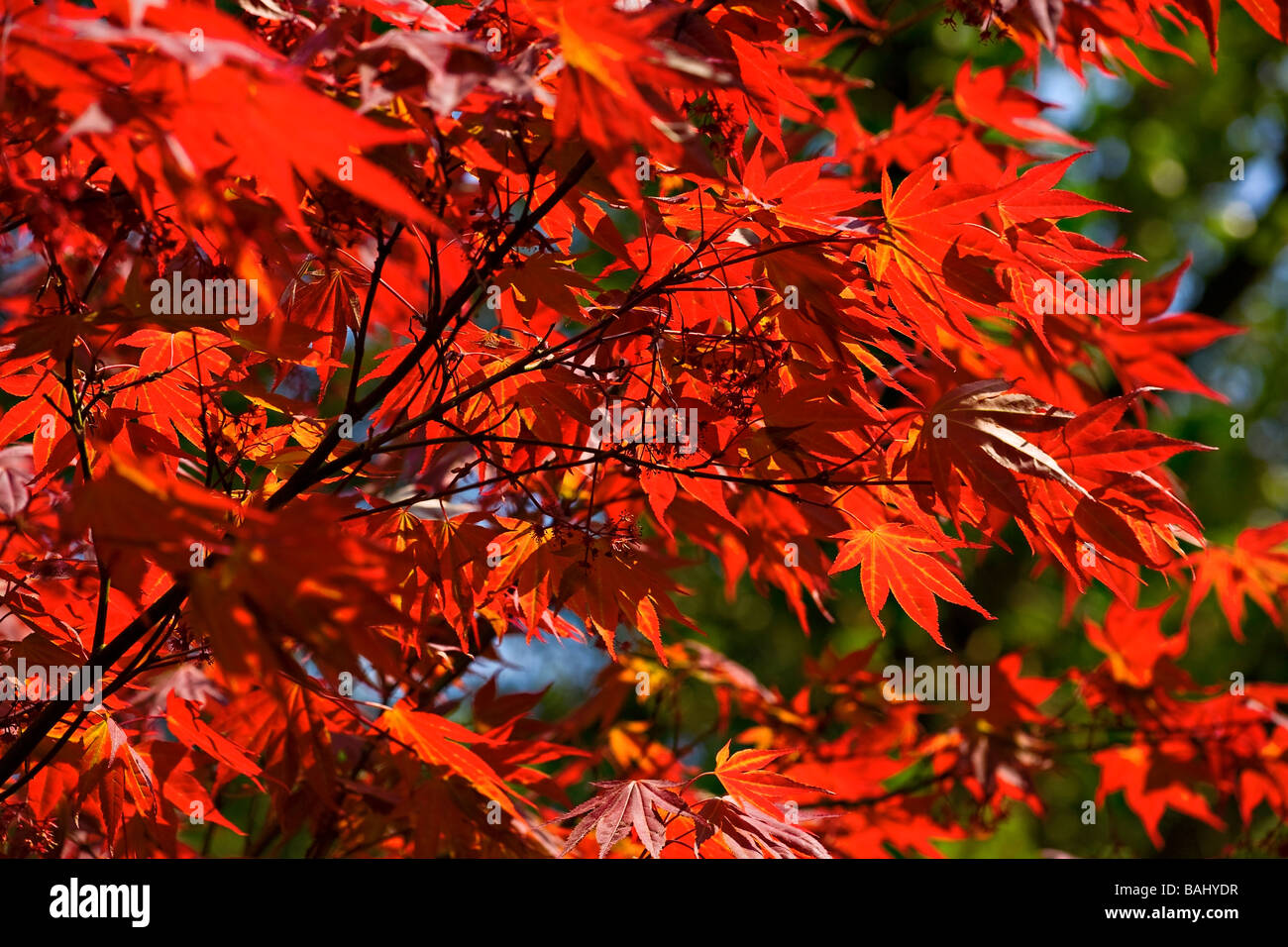 Soleil qui brille à travers un nouveau feuillage sur l'érable japonais (Acer) tree in Spring Banque D'Images