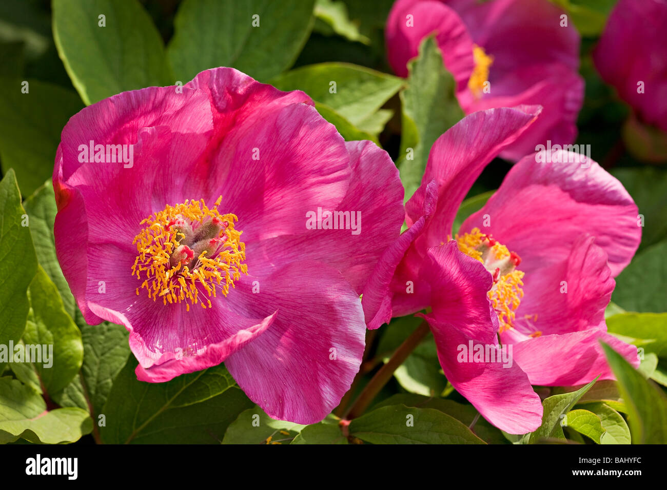 Arbre chinois rose pivoines en fleurs au printemps dans la région de Sussex, UK Banque D'Images
