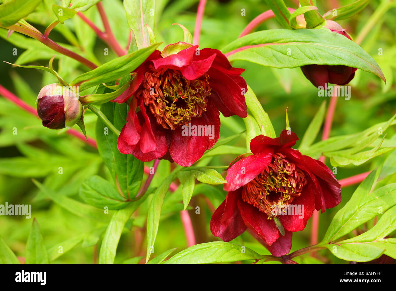 Arbre chinois rose profond pivoines en fleurs au printemps Banque D'Images