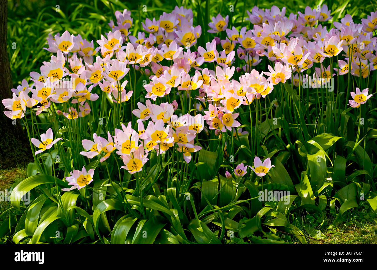 Tulipa Saxatilis en fleurs au printemps Banque D'Images