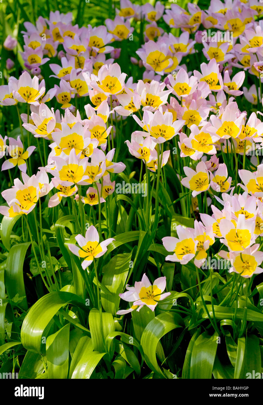 Tulipa Saxatilis en fleurs au printemps Banque D'Images