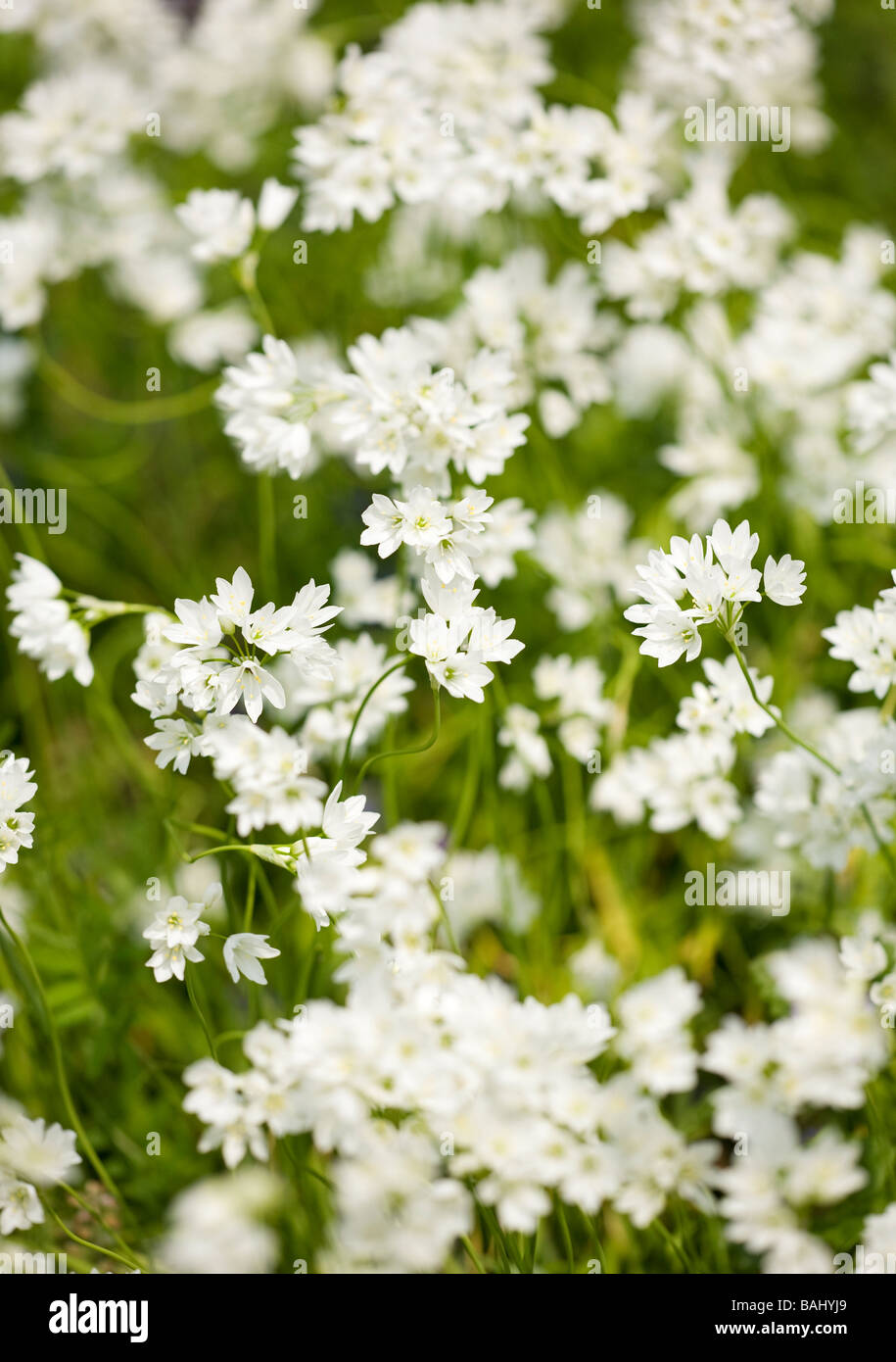 L'ail des ours (Allium ursinum) fleurs en fleurs au printemps. Sussex, UK Banque D'Images