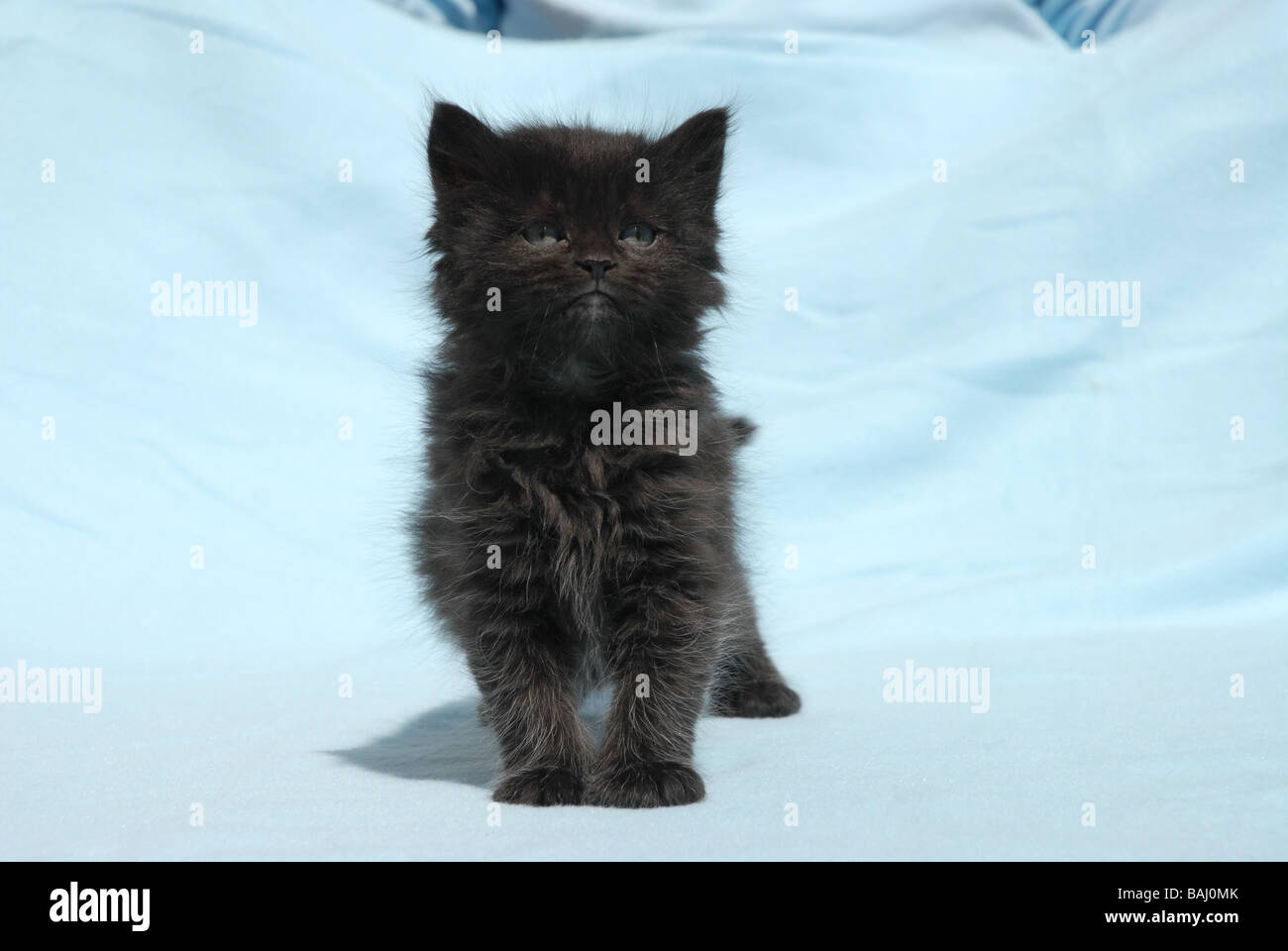 Chaton poil long Banque de photographies et d’images à haute résolution Alamy