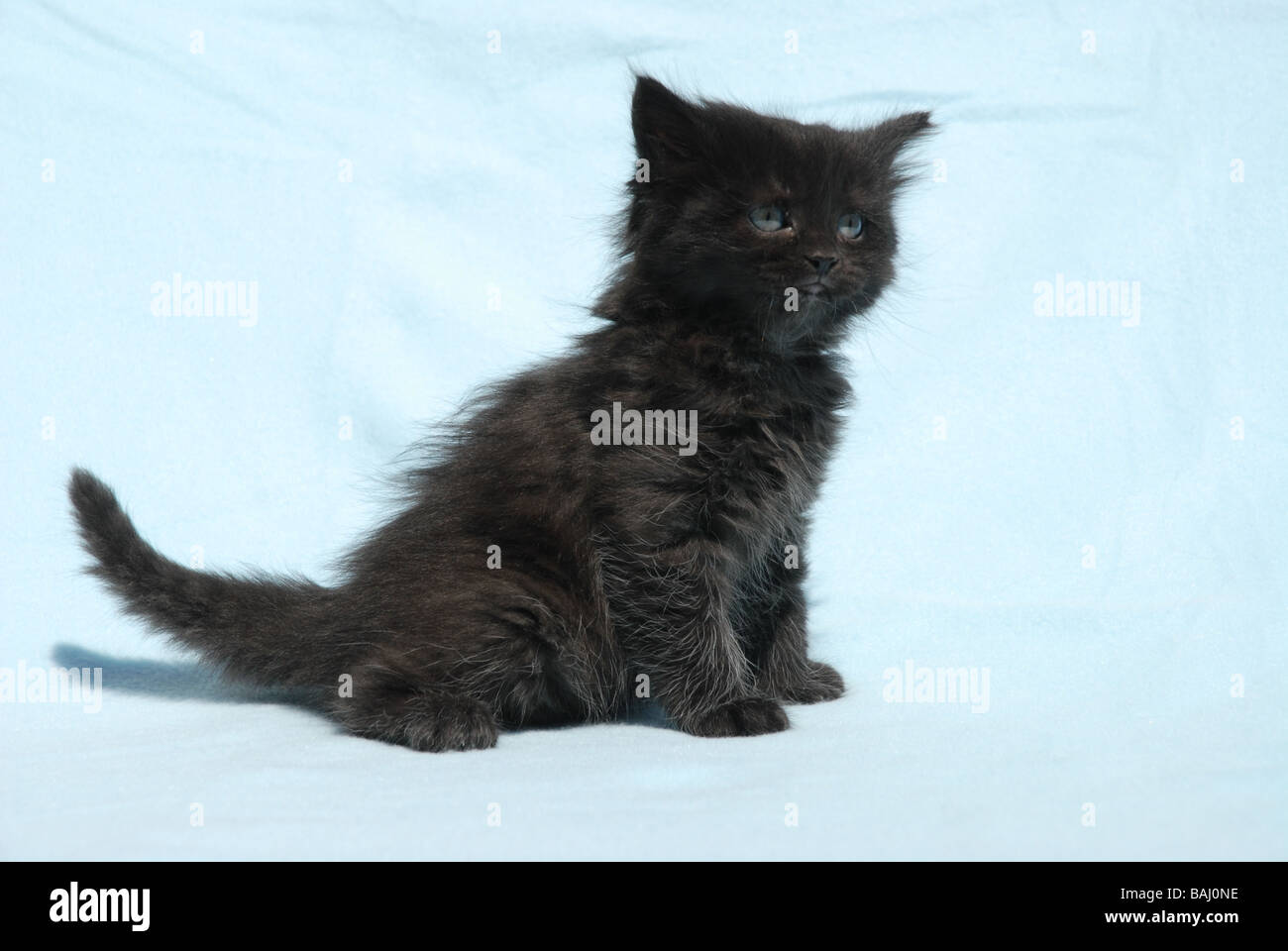 Chaton poil long Banque de photographies et d’images à haute résolution Alamy