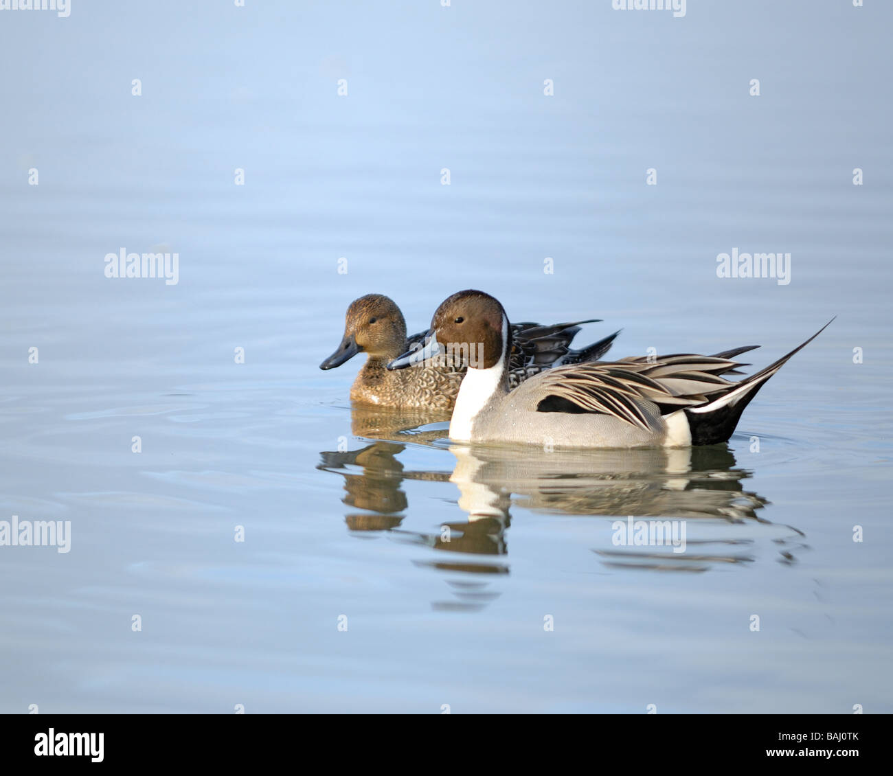 Le Canard pilet adultes, hommes et femmes. Banque D'Images