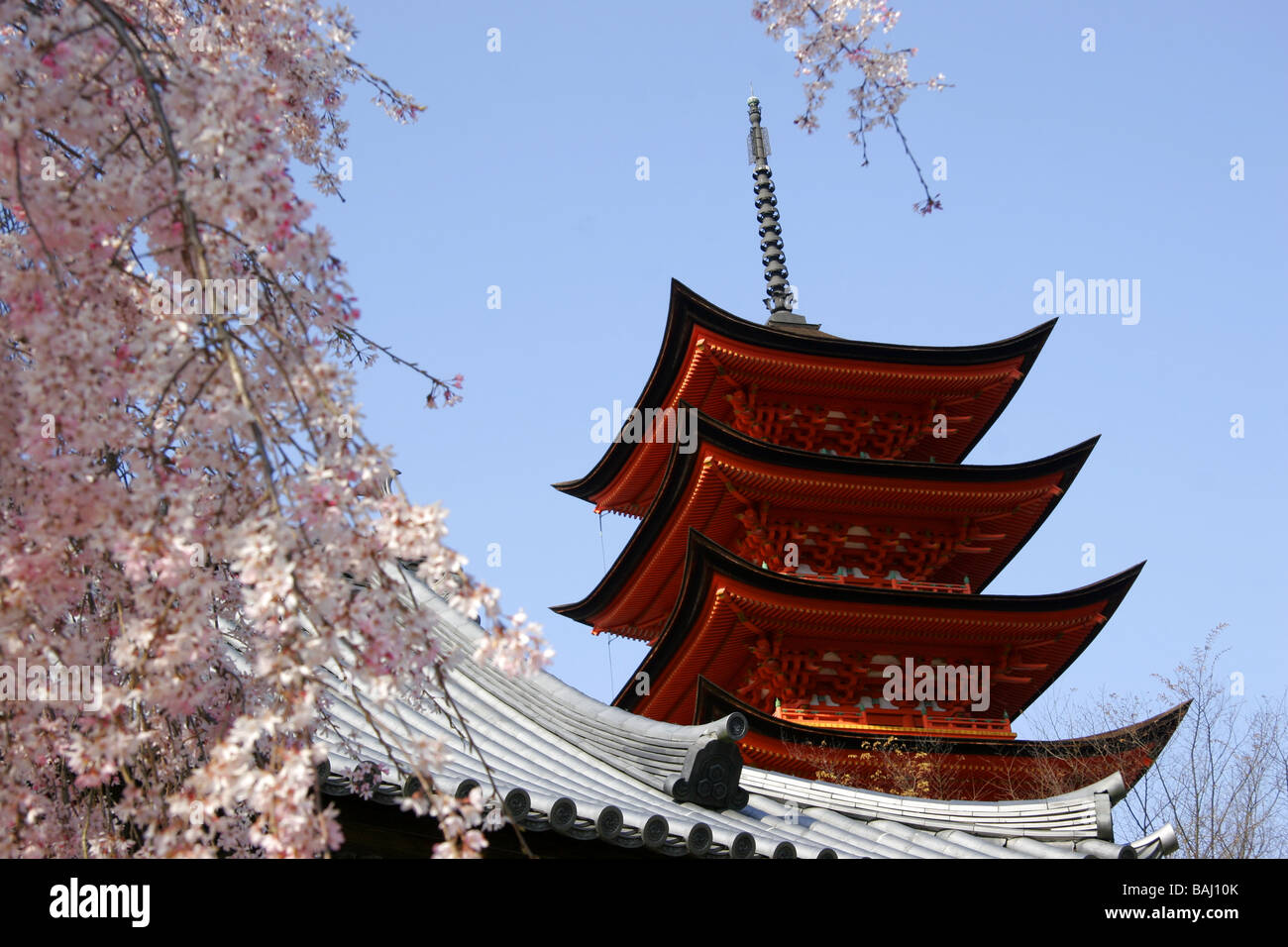 Cherry Blossom autour d'une pagode japonaise le Japon Banque D'Images