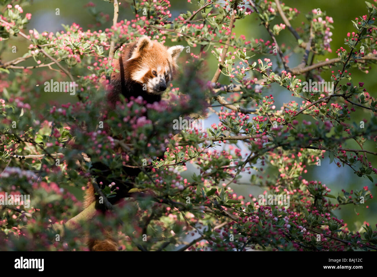 Le panda rouge - Ailurus fulgens Banque D'Images