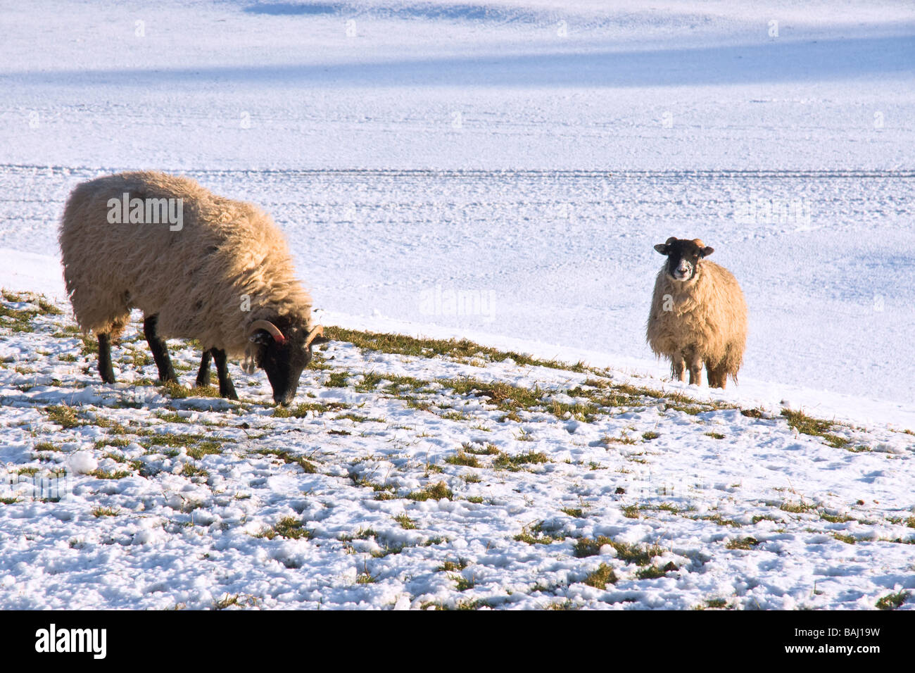 Swaledale moutons dans la neige. Photo prise près de Hardraw dans la région de Wensleydale. Banque D'Images