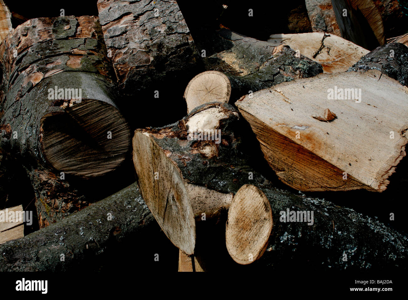 Sciage de bois arbre abattu downe village Kent England uk 2009 Banque D'Images